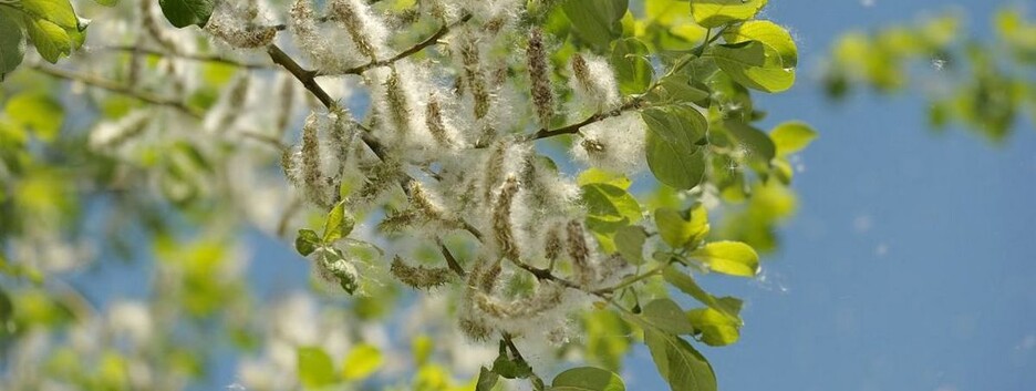 Тополиный пух: вызывает ли он на самом деле аллергическую реакцию