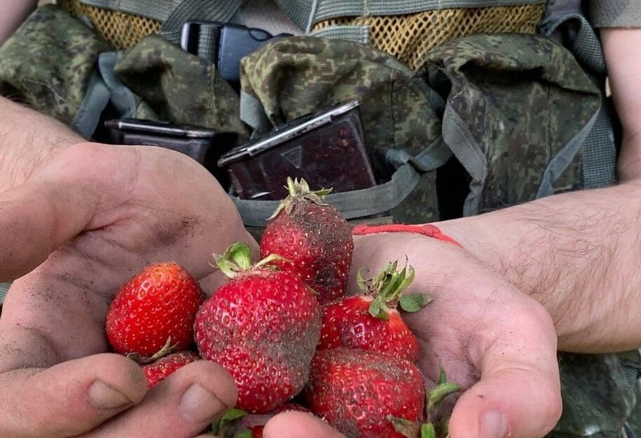 Солдати РФ на Херсонщині працюють на українців - збирають полуницю у полі, фото - фото 1