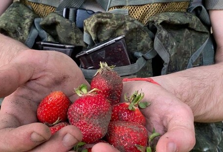 В Херсонской области солдаты РФ сменили профессию: собирают клубнику за деньги (фото) 