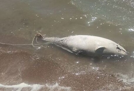 В Азовском море гибнет рыба: в Мариуполе на пляжах находят мертвых дельфинов (фото)