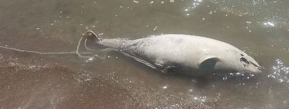 В Азовском море гибнет рыба: в Мариуполе на пляжах находят мертвых дельфинов (фото)