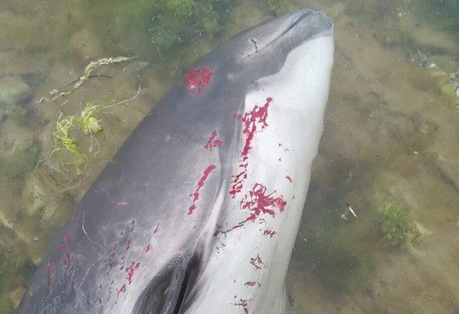 Массовая гибель дельфинов в Черном и Азовском морях - оккупанты разрушают экологию - фото 1