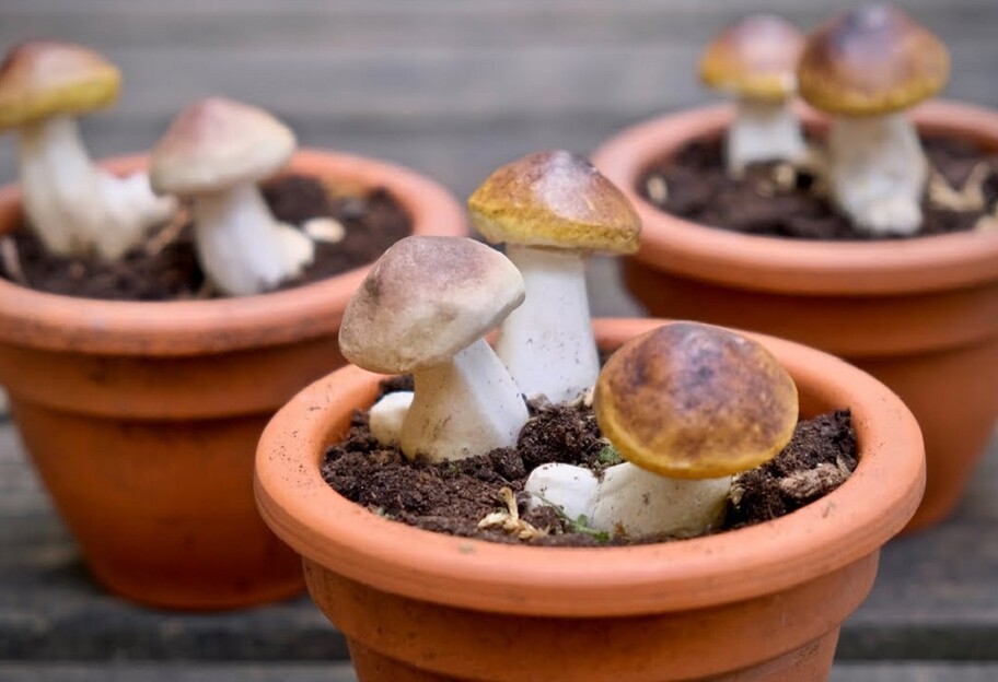 Выращивание грибов на дому - как посадить боровики на участке - фото 1