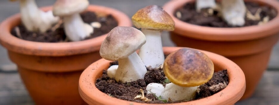 Король грибов на вашем участке: как выращивать боровики в домашних условиях