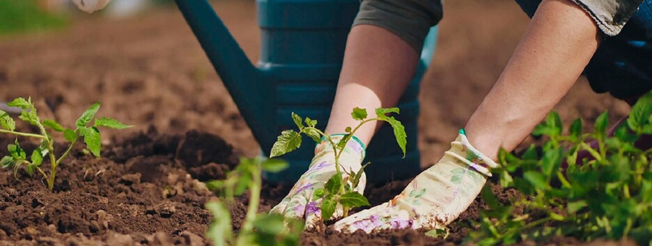 Посівний календар городника: сприятливі дні з 13 по 19 червня