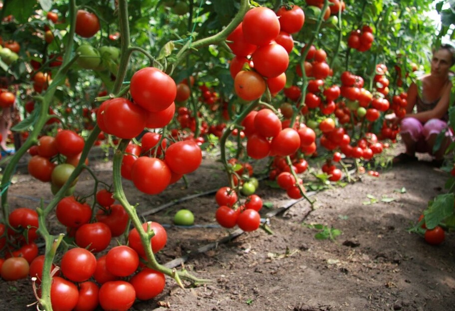 Підживлення помідорів у червні - як приготувати добриво - фото 1