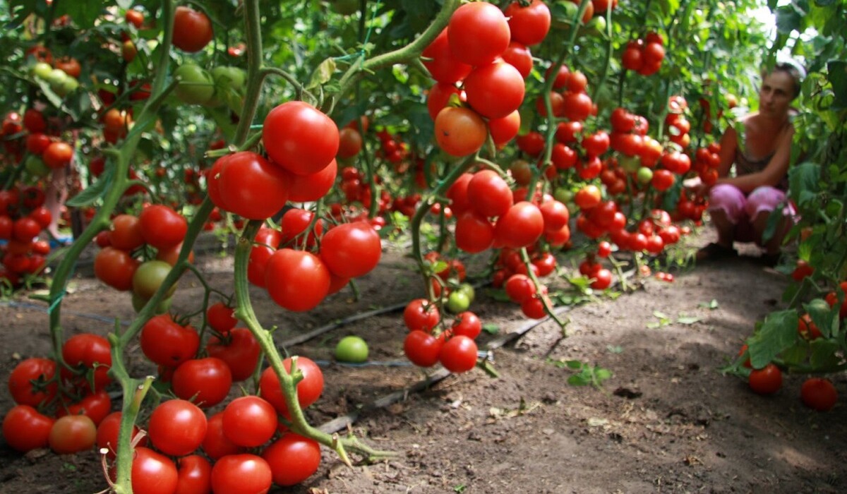 Переваги використання сечовини для помідорів