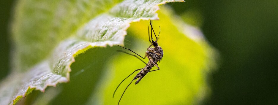 Как снять зуд и отечность, если ребенка покусали комары: советы врача