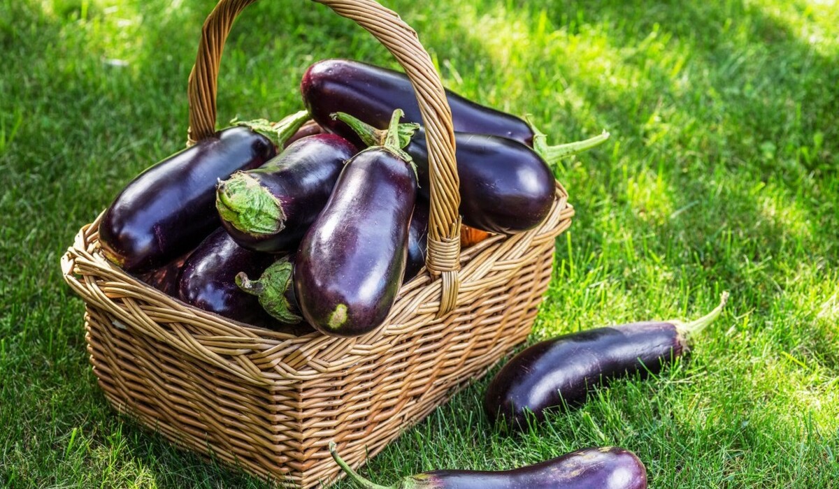 Удобрение баклажанов - чем подкормить овощи в июле - рецепты