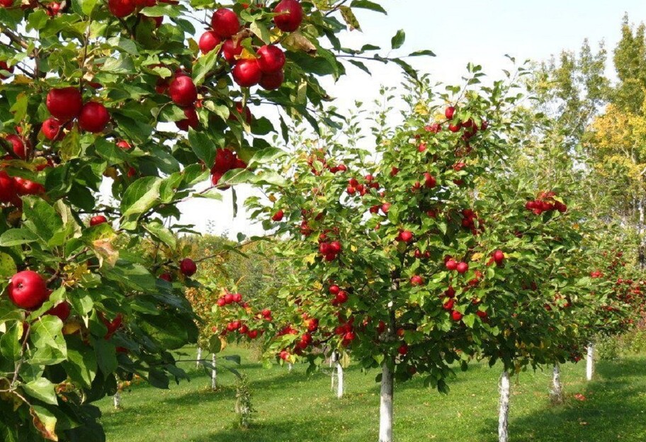 Уход за плодовыми деревьями - как повысить урожай летом - советы - фото 1