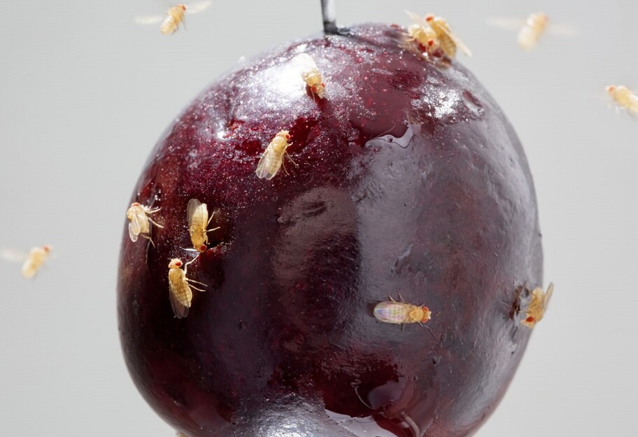 Плодовые мошки - как избавиться от насекомых - рецепт - фото 1
