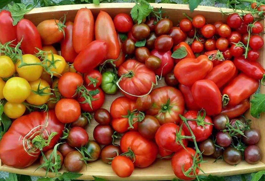 Трещины на помидорах - почему лопаются томаты - полезные советы - фото 1