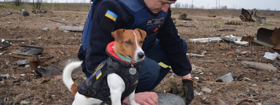 Пес Патрон получил две награды от ветеранских организаций США (фото)