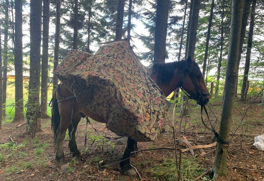Контрабандисты на Буковине везли сигареты в Румынию - пограничники задержали коня с грузом, видео  - фото 1