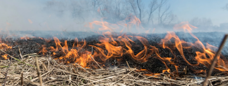 До 10 лет тюрьмы: в Украине ужесточат наказание за пожары из-за поджога сухой травы
