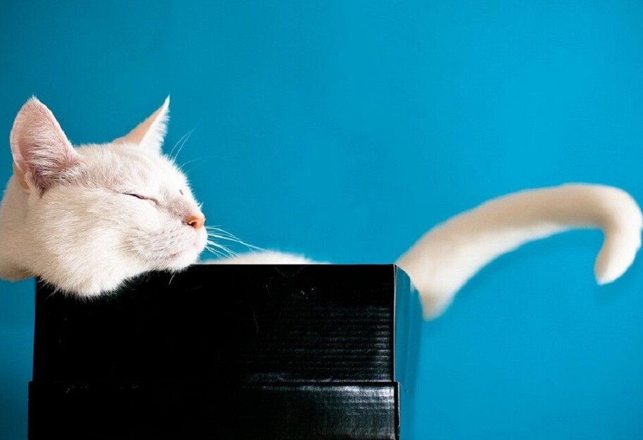 День кота - как поздравить кошатников - открытки, стихи  - фото 1