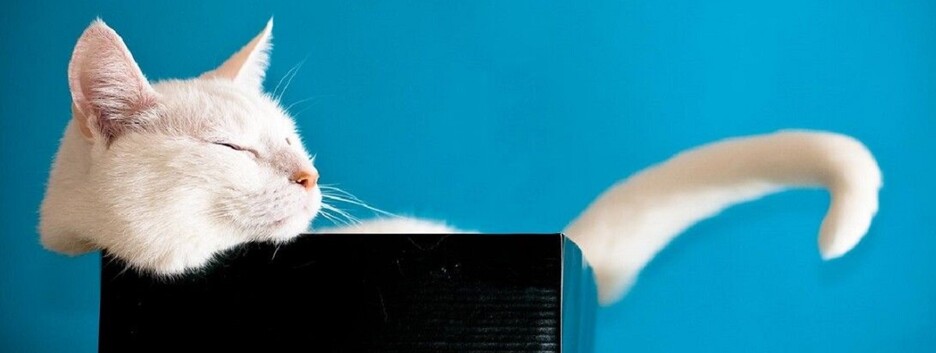 День кота в 2022 году: оригинальные поздравления и открытки