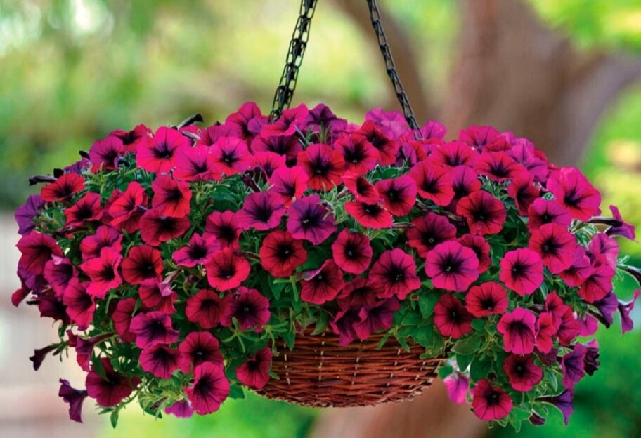 Цвітіння петунії - як доглядати за квітами - поради - фото 1