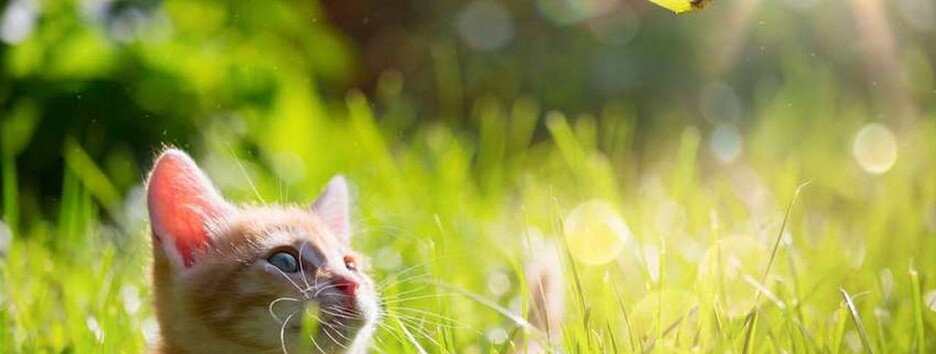 Жара до +38 и дожди с грозами: синоптик дала прогноз погоды на 15 августа 