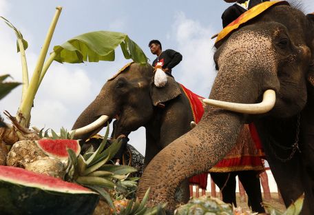 Праздник для слонов: как в Таиланде устраивают пир для животных