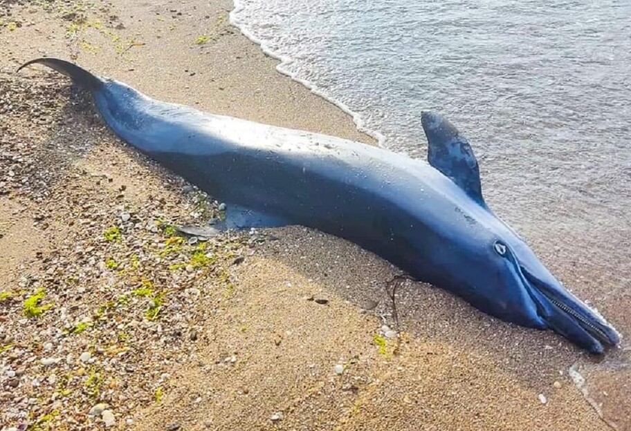 Гибель дельфинов в Черном море - как РФ убивает животных - фото 1