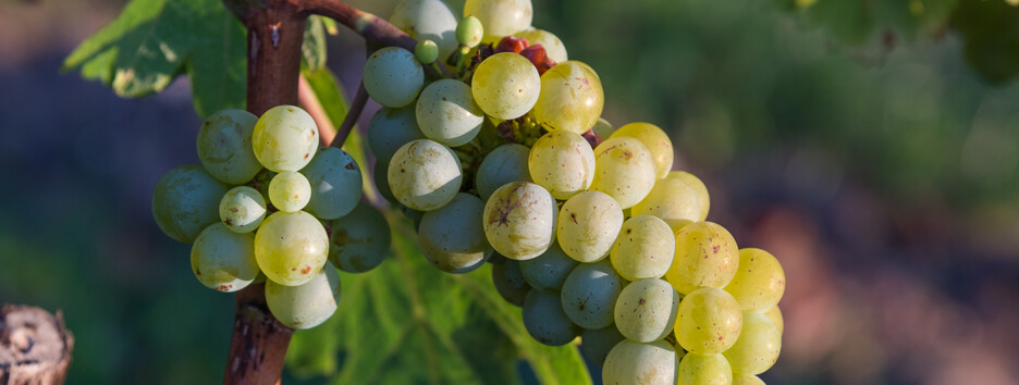 Улучшают урожай и экономят место: какие растения можно садить у винограда 