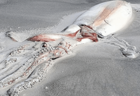 Дары моря: на берег Новой Зеландии выбросило гигантского моллюска (фото)