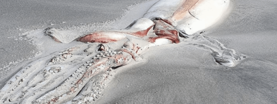 Дари моря: на берег Нової Зеландії викинуло гігантського молюска (фото)