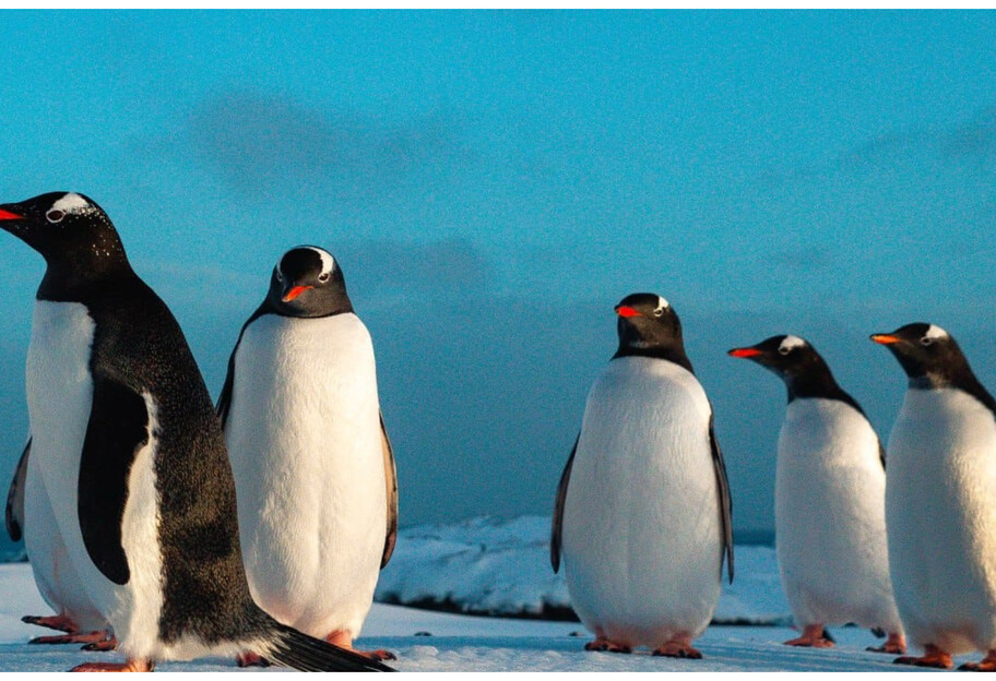 На станцию Академик Вернадский в Антарктиде возвращаются пингвины - фото - фото 1