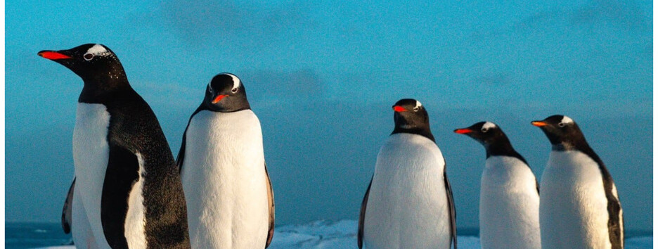 Радость в Антарктиде: на станцию 