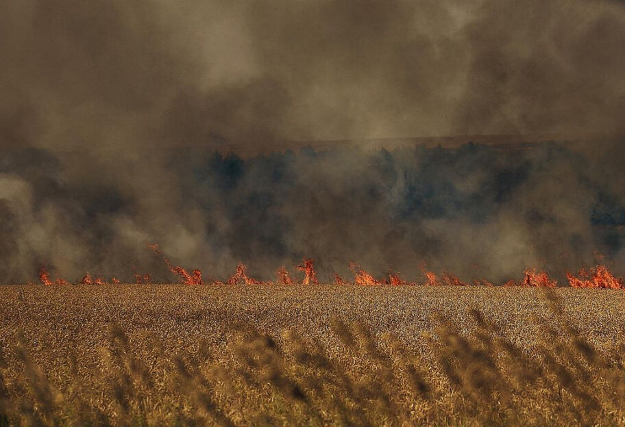 Потери зерна в Украине из-за войны РФ - около 10 млн тонн урожая оккупанты украли и сожгли - фото 1