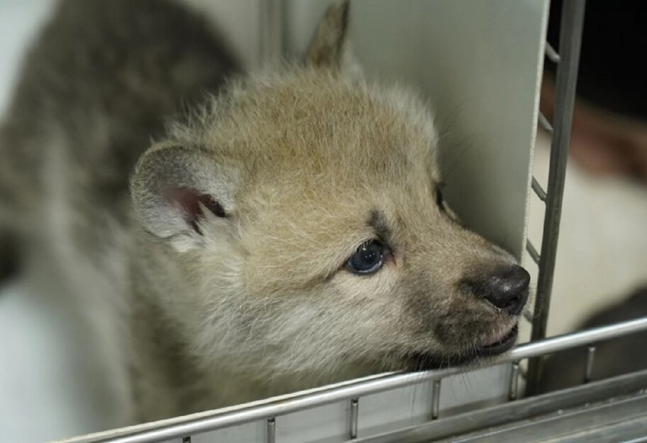В Китае клонировали животное - арктического волка по кличке Майя - фото 1
