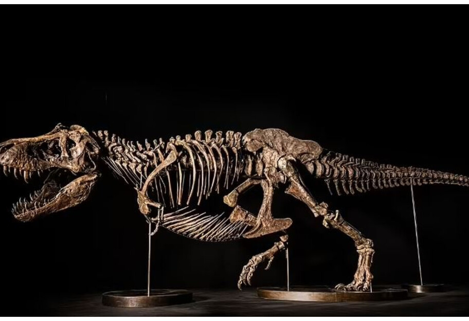 Скелет тиранозавра Шена виставлять на аукціон у Гонконзі – планують отримати 25 мільйонів доларів - фото 1