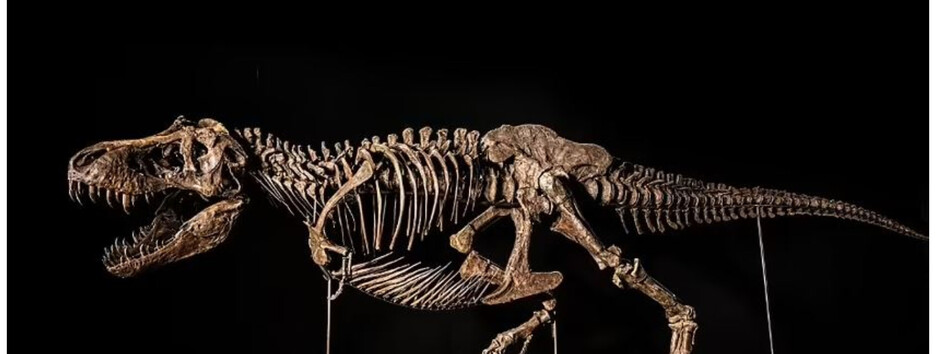 Рідкісний скелет тиранозавра планують продати за рекордну суму (фото)