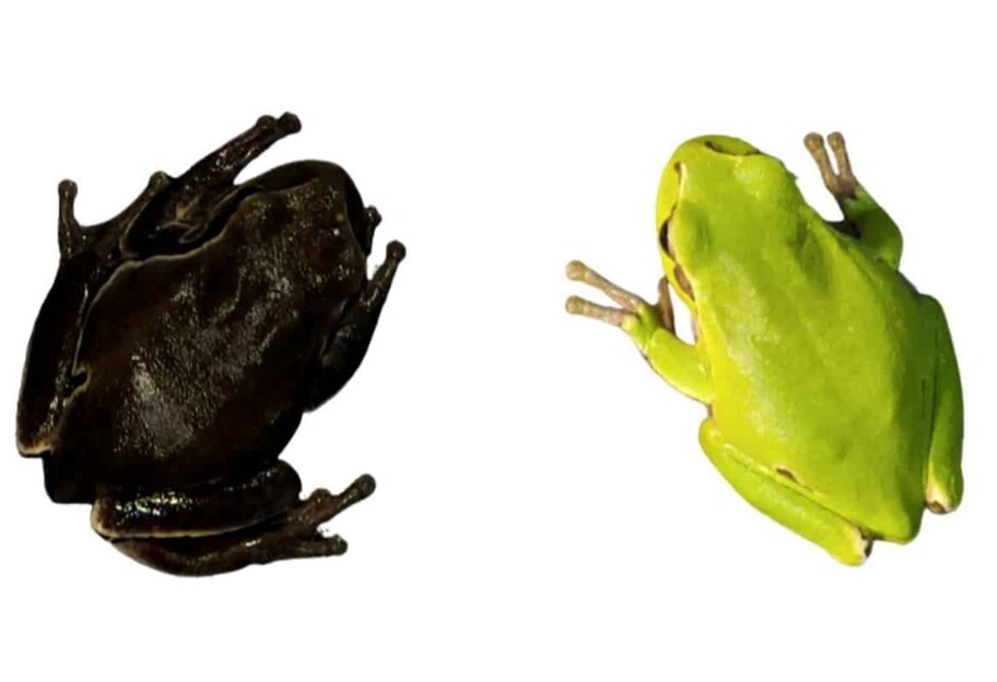 Тварини у Чорнобилі - вчені знайшли почорнілих жаб - фото 1