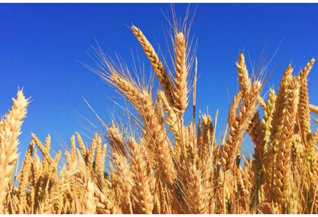 В Украине не будут сеять некоторые виды зерновых из-за убыточности