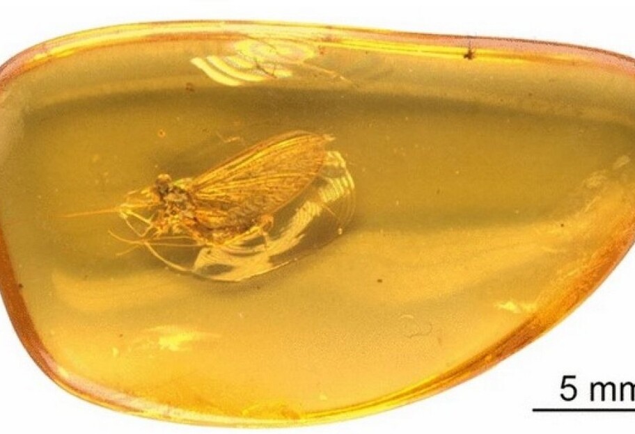 Ученые нашли древнее насекомое - оно сохранилось в куске янтаря - фото 1