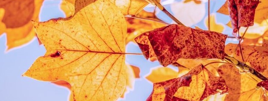 Какой будет погода в Украине в среду: Гидрометцентр дал прогноз