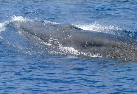 У Мексиканській затоці знайшли новий вид китів: знаходяться на межі зникнення (фото)