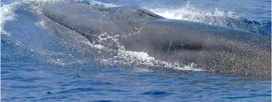 В Мексиканском заливе нашли новый вид китов: находятся на грани исчезновения (фото)