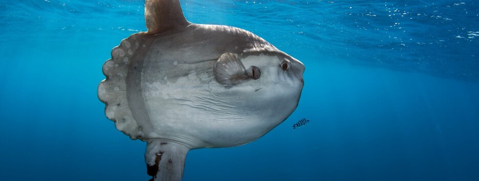 Весит, как носорог: ученые выловили самую тяжелую в мире солнечную рыбу (фото)