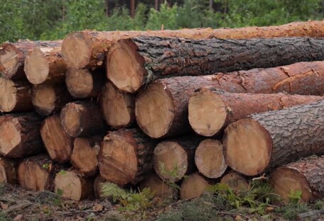 Интернет-магазин дров: украинцам рассказали, как купить дрова онлайн