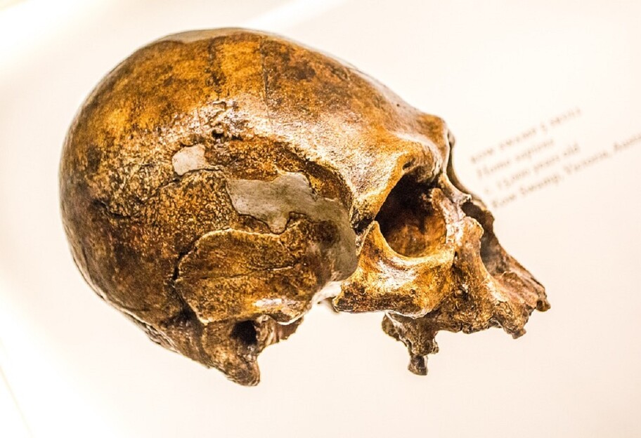 Родственные связи неандертальцев - новое открытие ученых  - фото 1