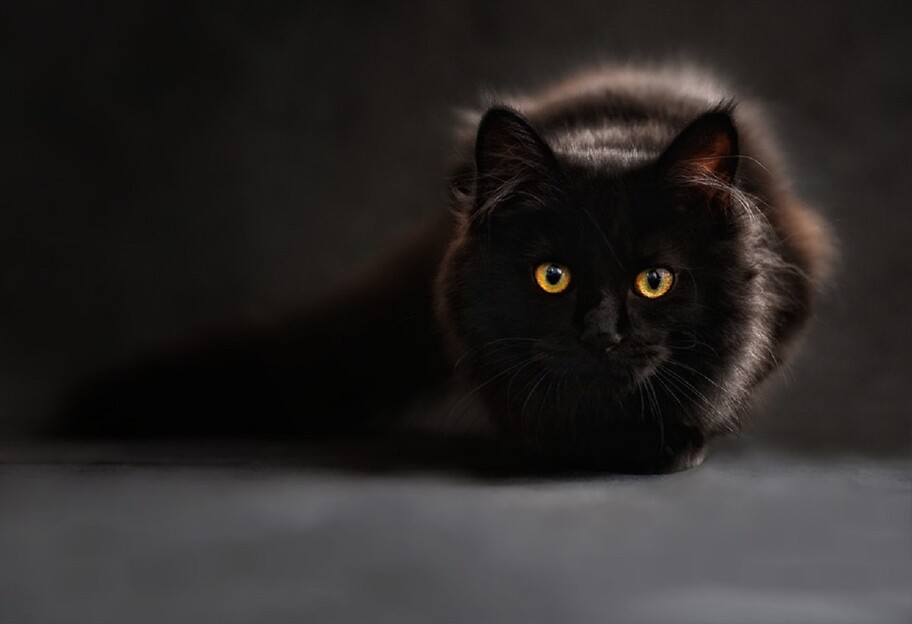 Дослідження кішок - французькі вчені з'ясували, чи чують вихованці господарів - фото 1