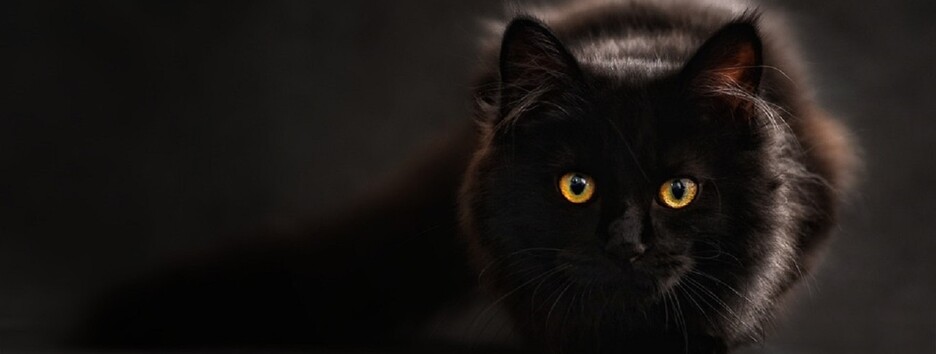 Ученые выяснили, понимает ли кошка обращение хозяина: результаты исследования