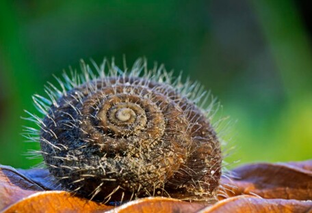 Ученые показали неожиданную находку: мохнатая улитка в возрасте 99 миллионов лет (фото)