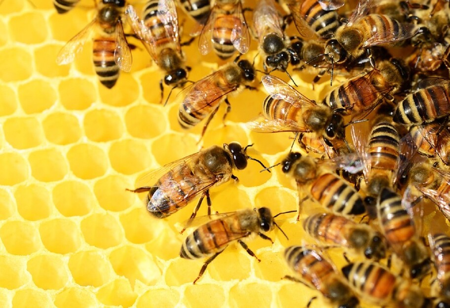 Общение с животными - ученые совершили прорыв в изучении пчел - фото 1