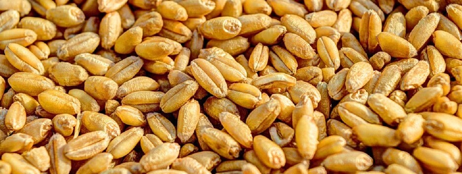 Россия возобновила свою деятельность по зерновой инициативе: что произошло