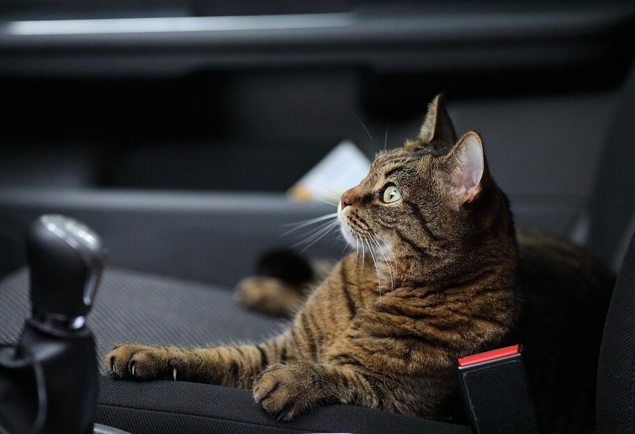 Курйози - У Хмельницькому кіт застряг у двигуні автівки - фото 1