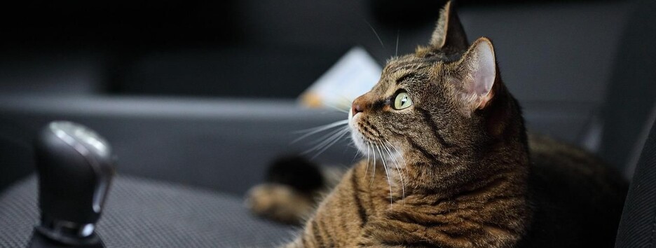 Залез погреться и застрял: спасатели вытащили кота из моторного отсека авто (фото)